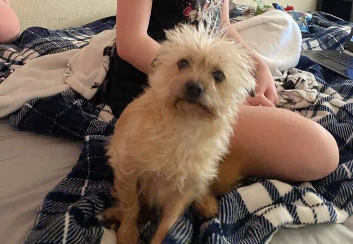 Lost dog in Lancaster, CA, 93536