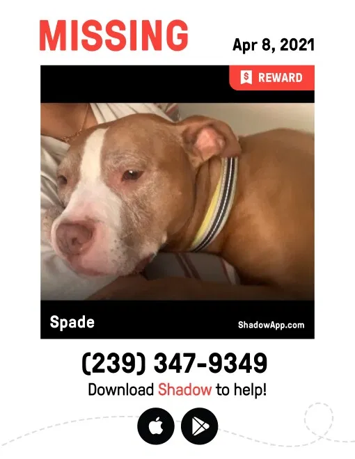 Lost dog in North Fort Myers, FL, 33903