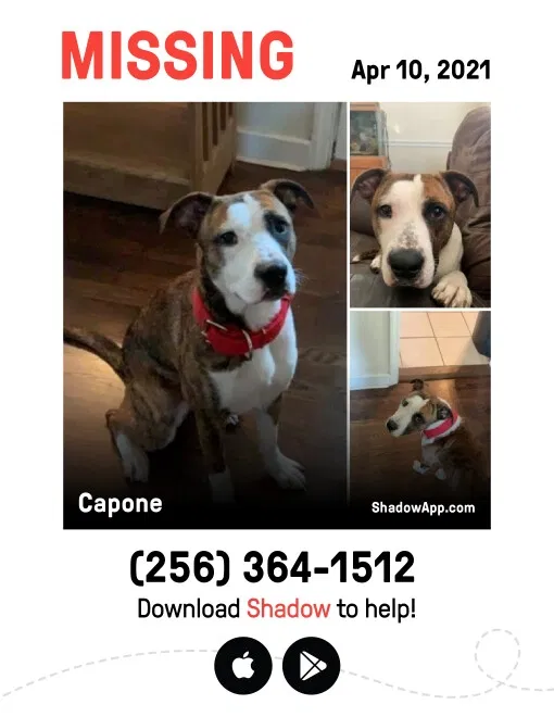 Lost dog in Toney, AL, 35773