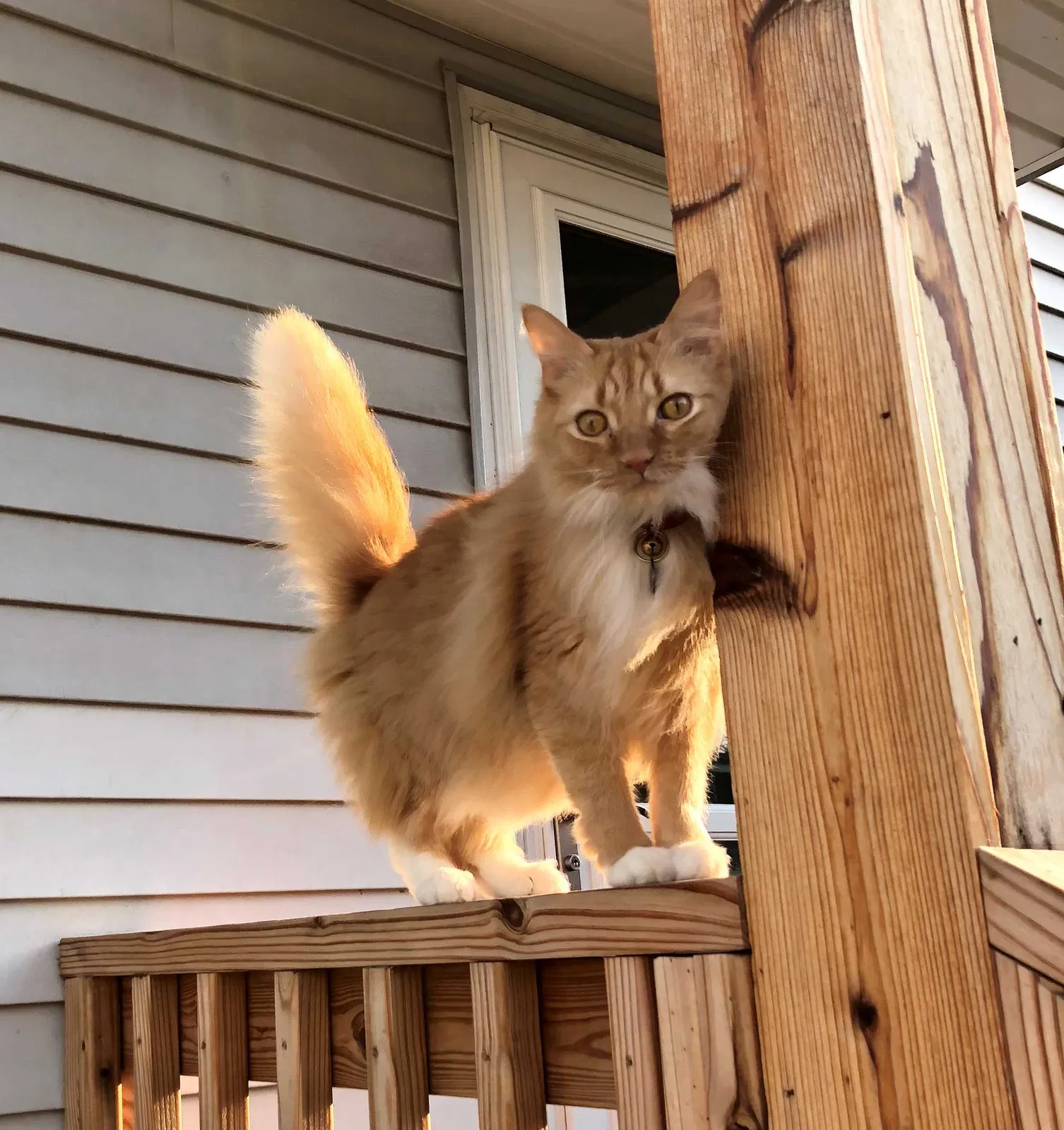 Lost cat in Columbus, OH, 43212