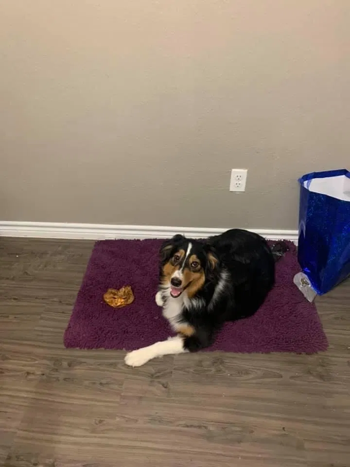 Lost dog in Fort Worth, TX, 76126