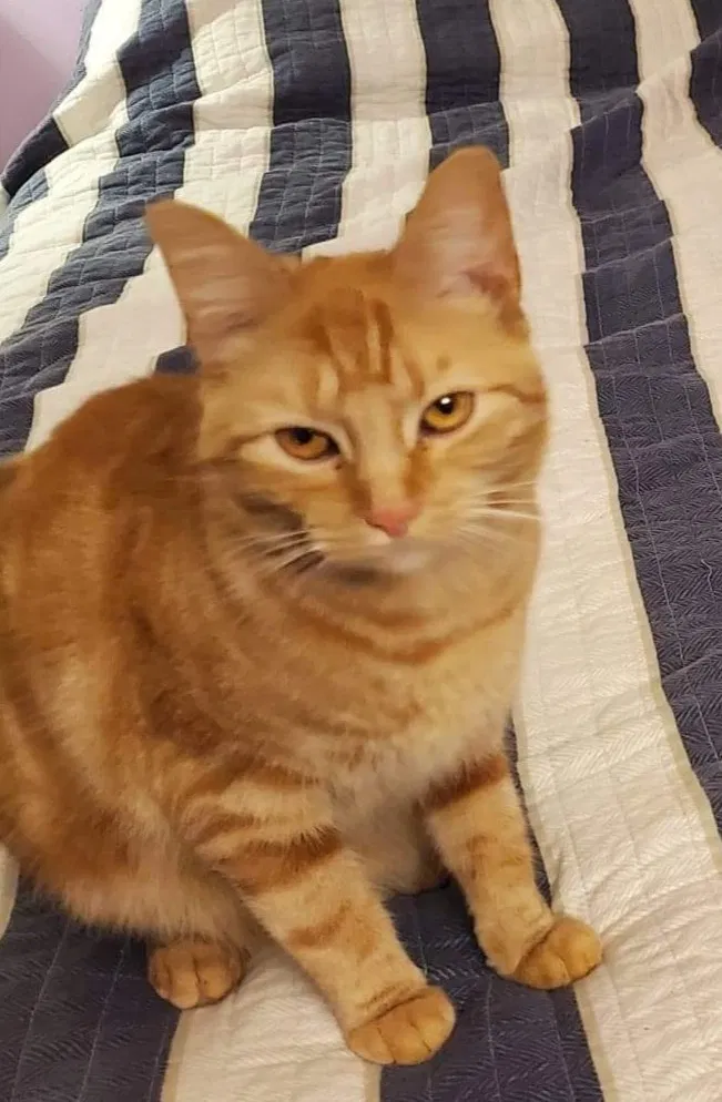 Lost cat in Marion, OH, 43302