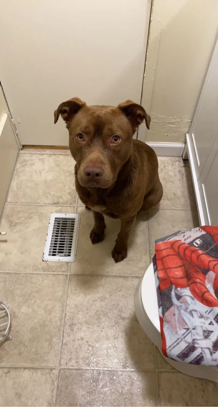 Lost dog in Athens, GA, 30601