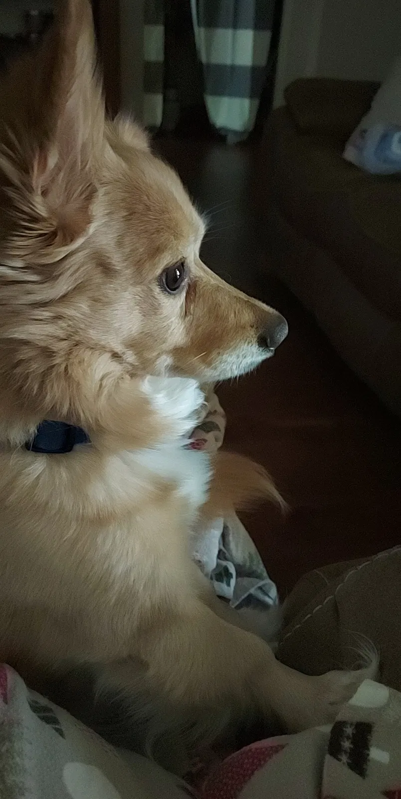 Lost dog in Marietta, GA, 30060