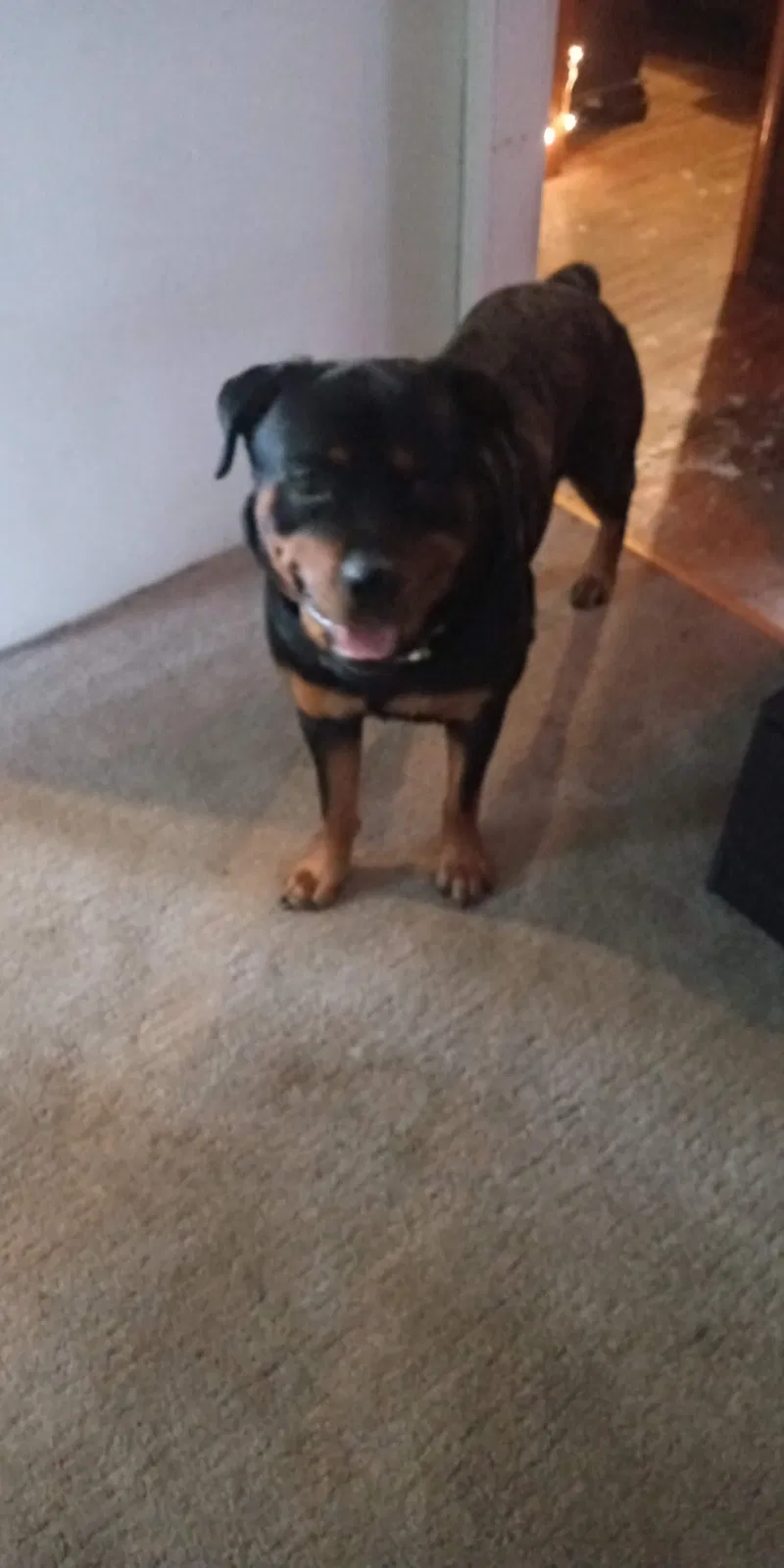 Lost dog in Little Rock, AR, 72204