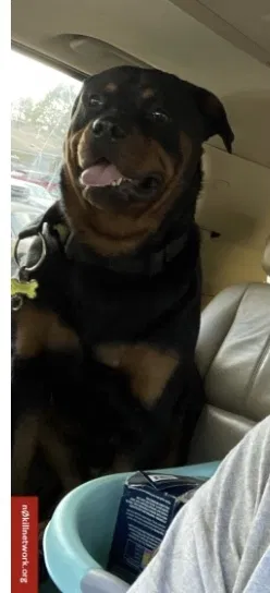 Lost dog in Little Rock, AR, 72204