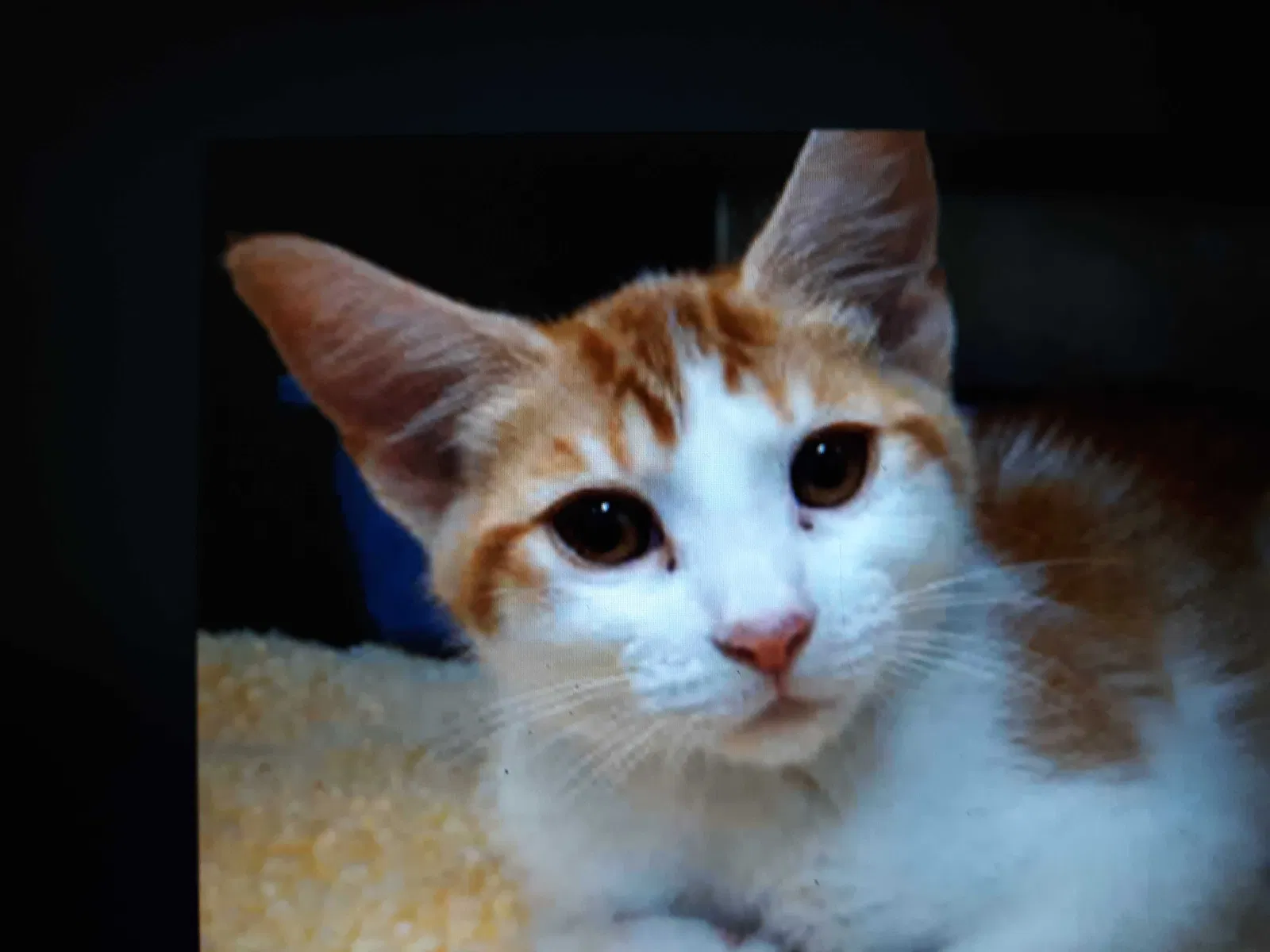 Lost cat in San Bernardino, CA, 92407
