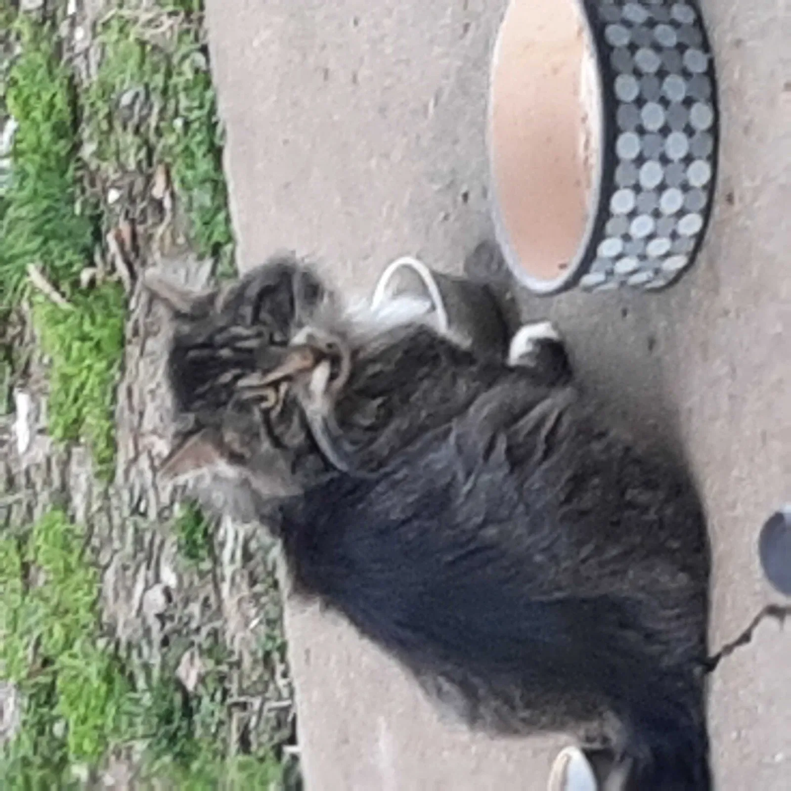Found cat in Paola, KS, 66071