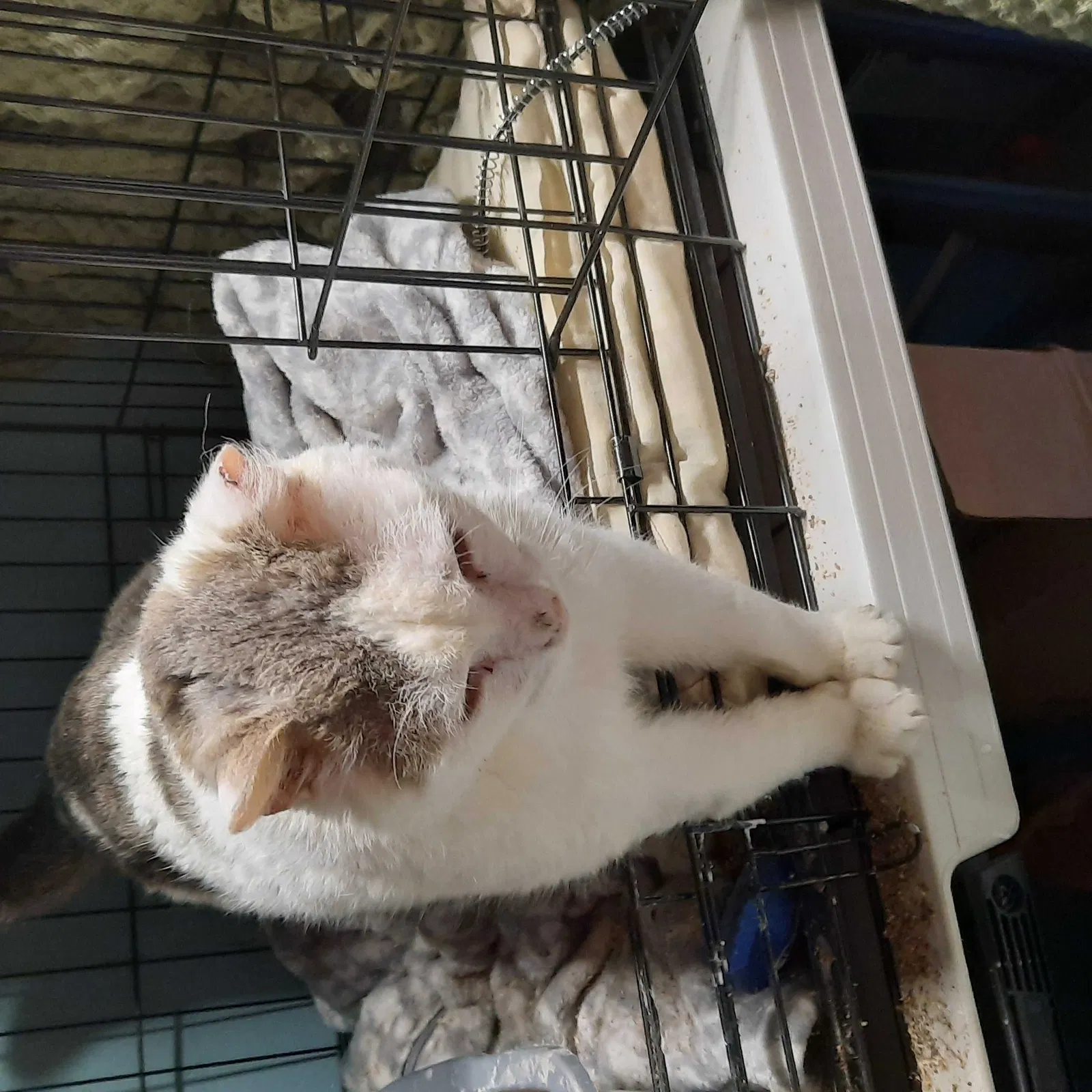 Found cat in Paola, KS, 66071