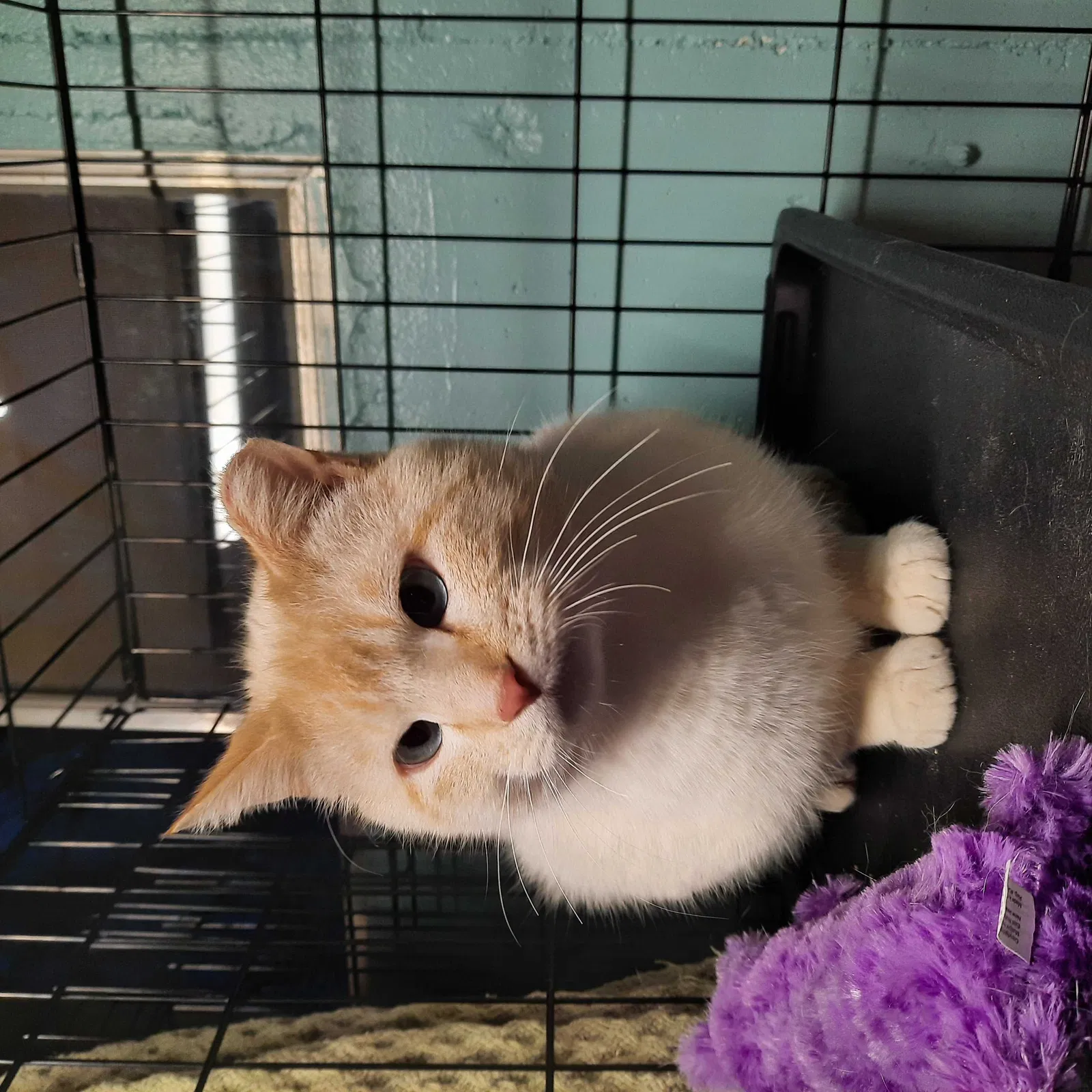 Found cat in Paola, KS, 66071