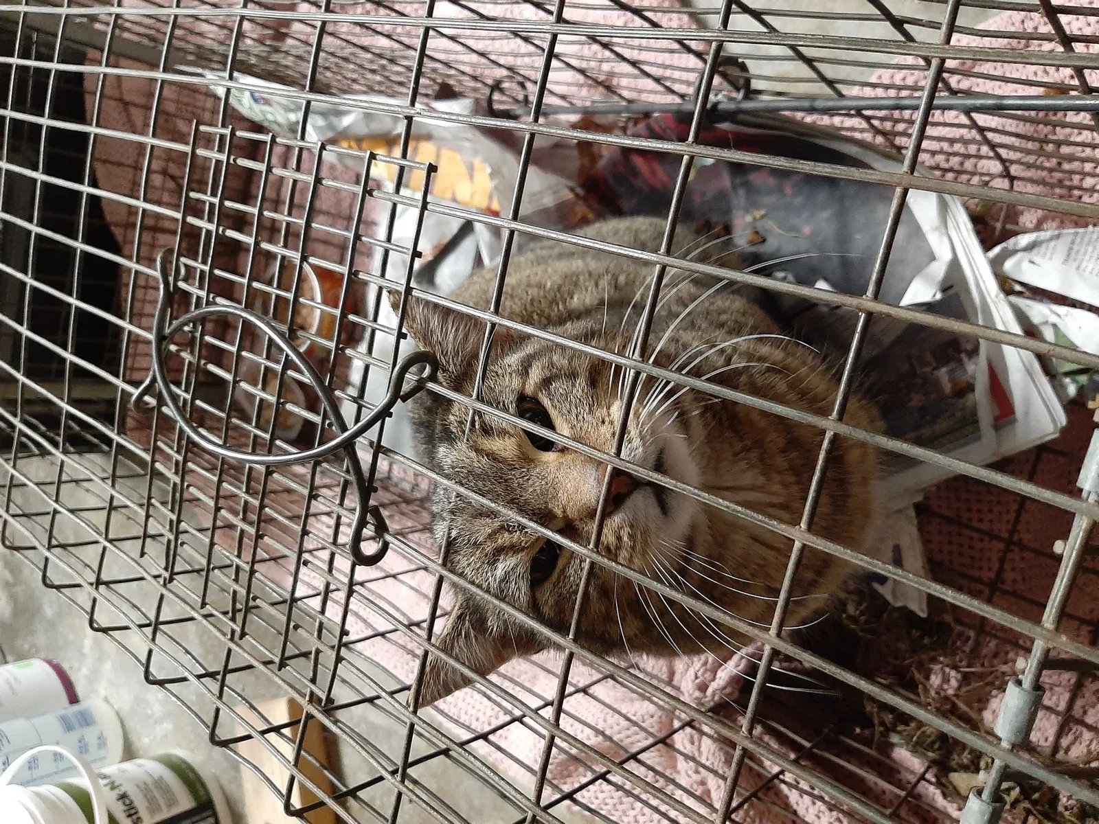 Found cat in Paola, KS, 66071
