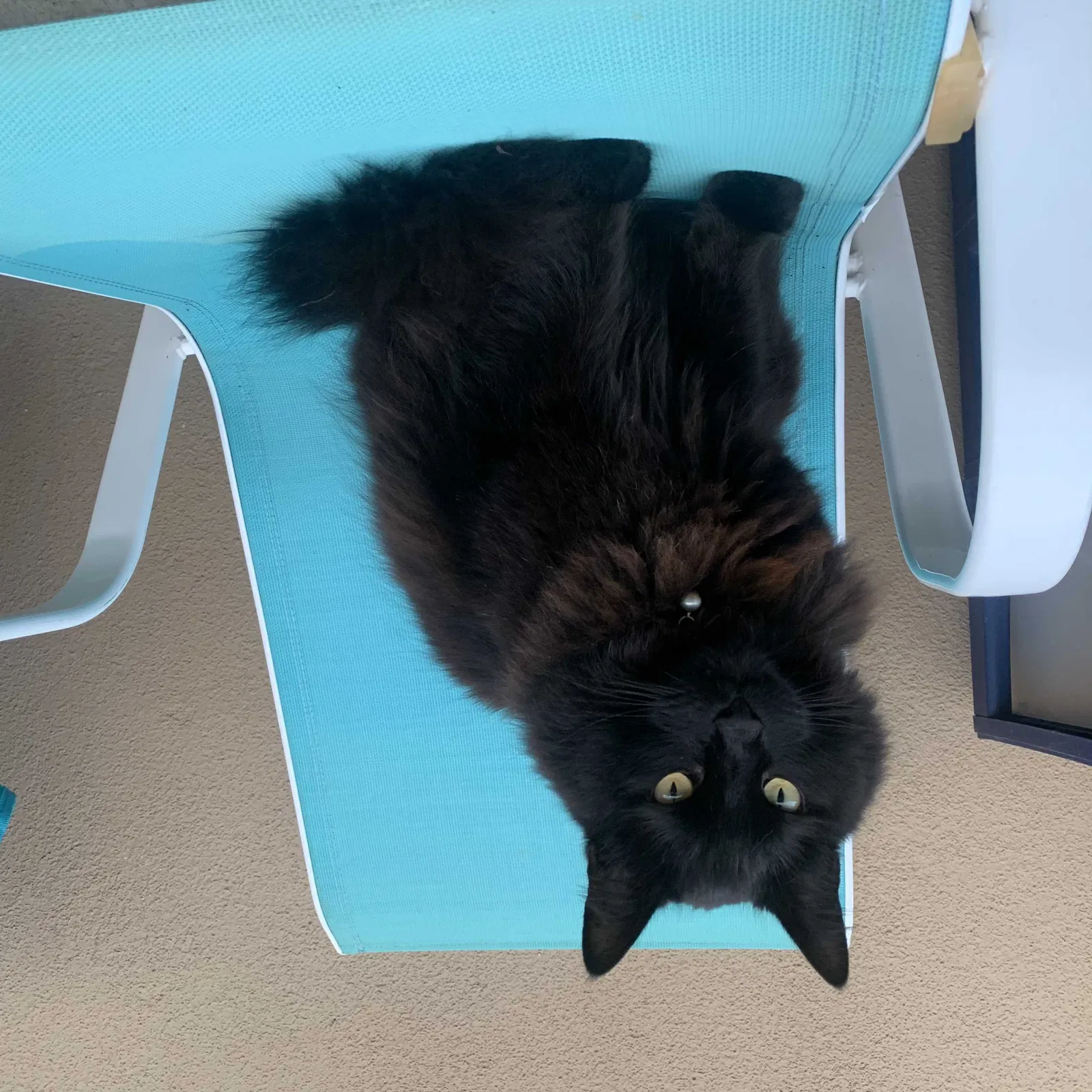 Lost cat in Fresno, CA, 93710