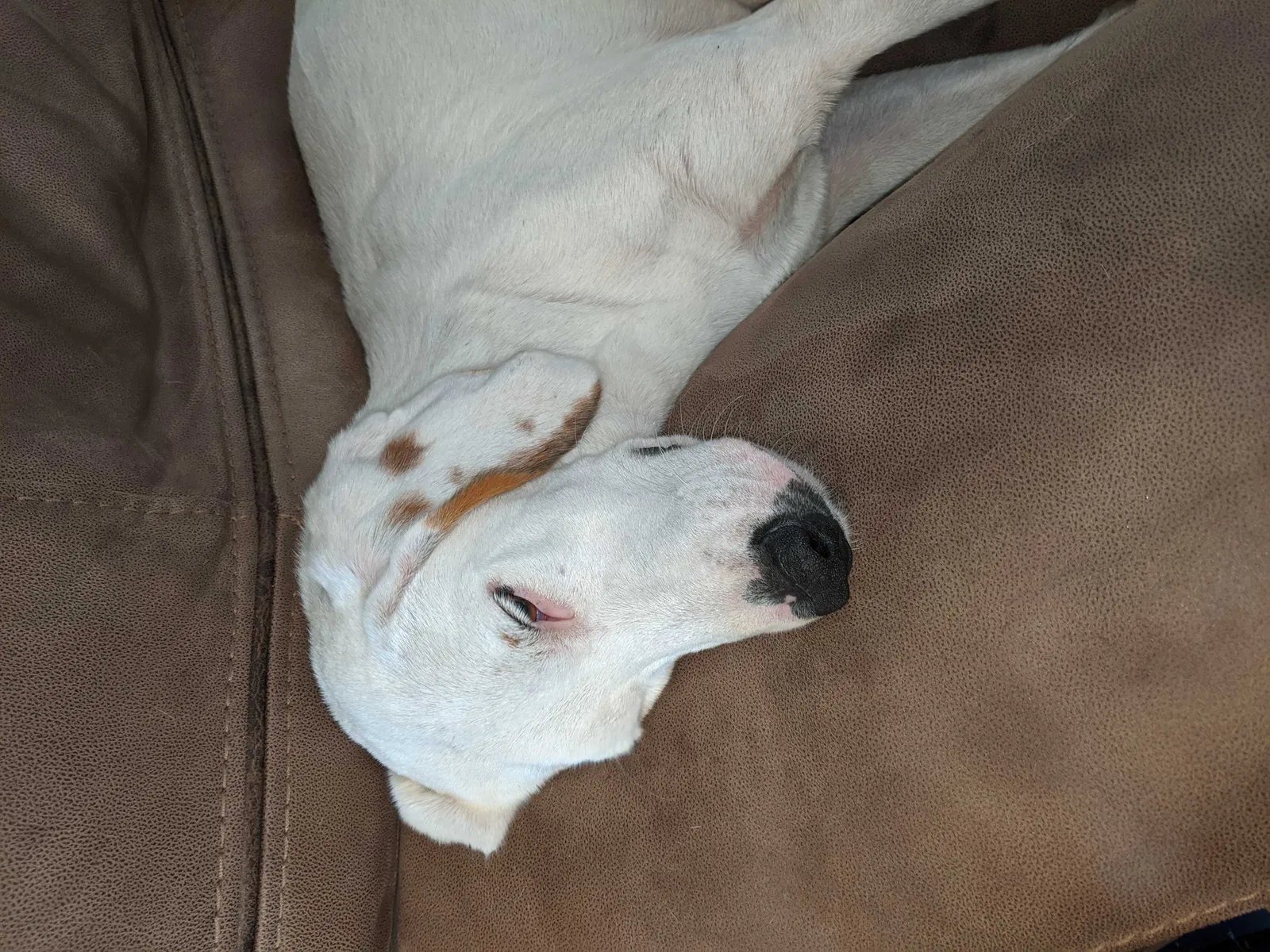 Lost dog in Bell, FL, 32619