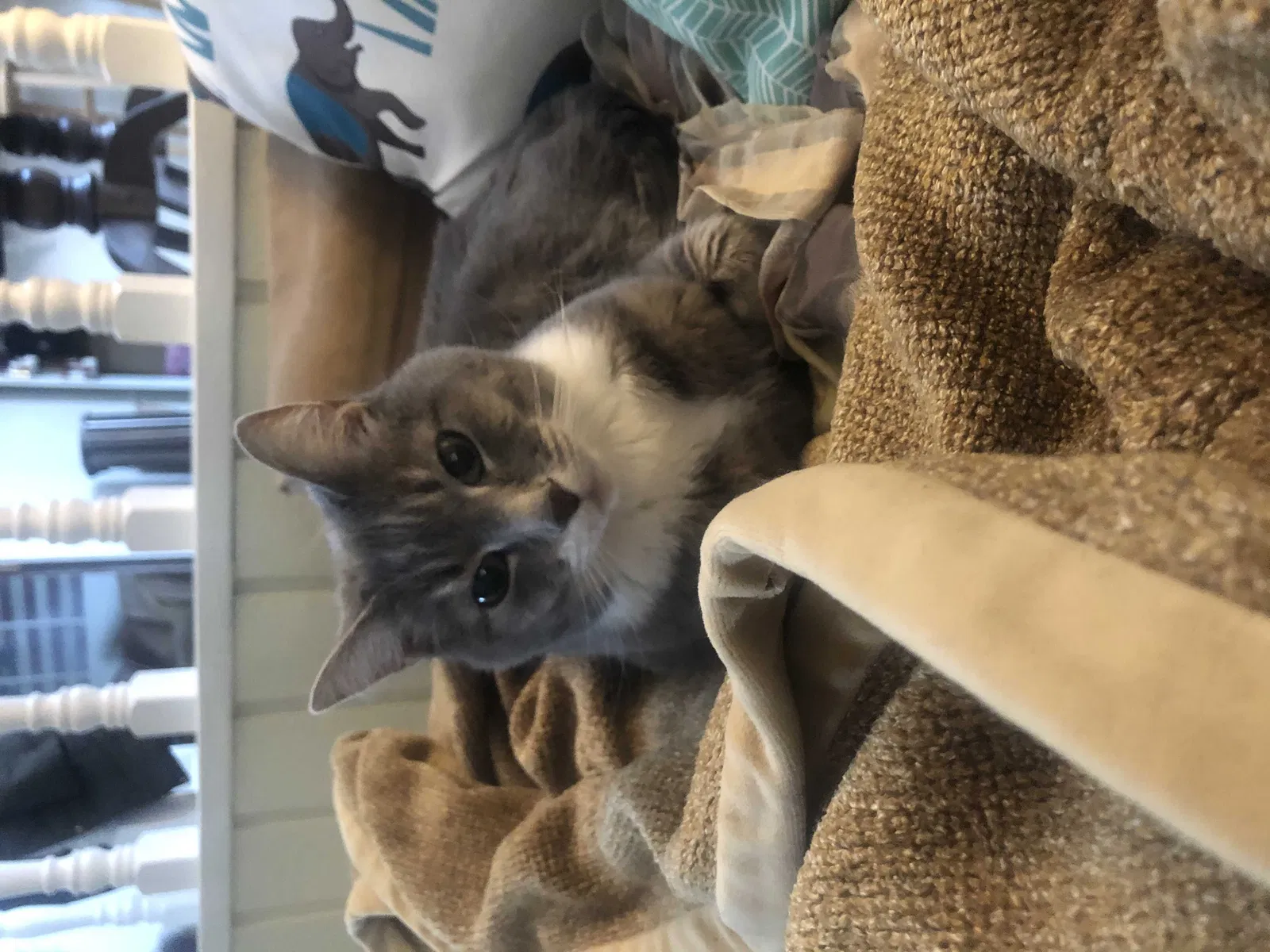 Lost cat in Burnsville, MN, 55337