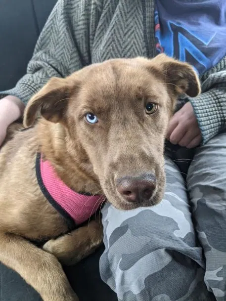 Found dog in Dunseith, ND, 58329