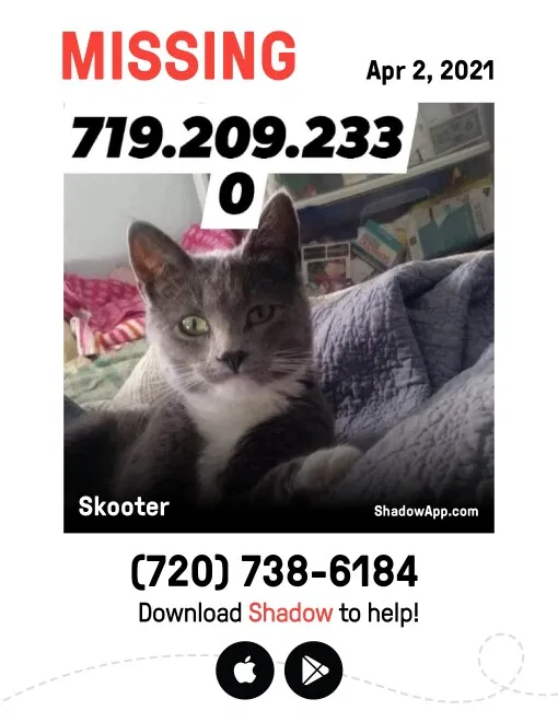 Lost cat in Arvada, CO, 80003