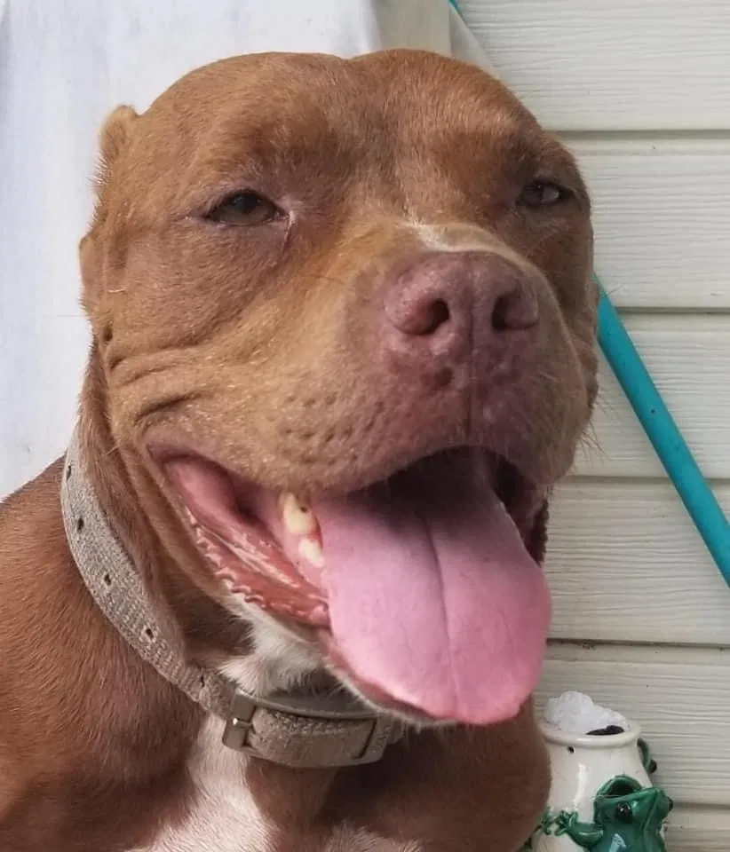 Lost dog in Tulsa, OK, 74115