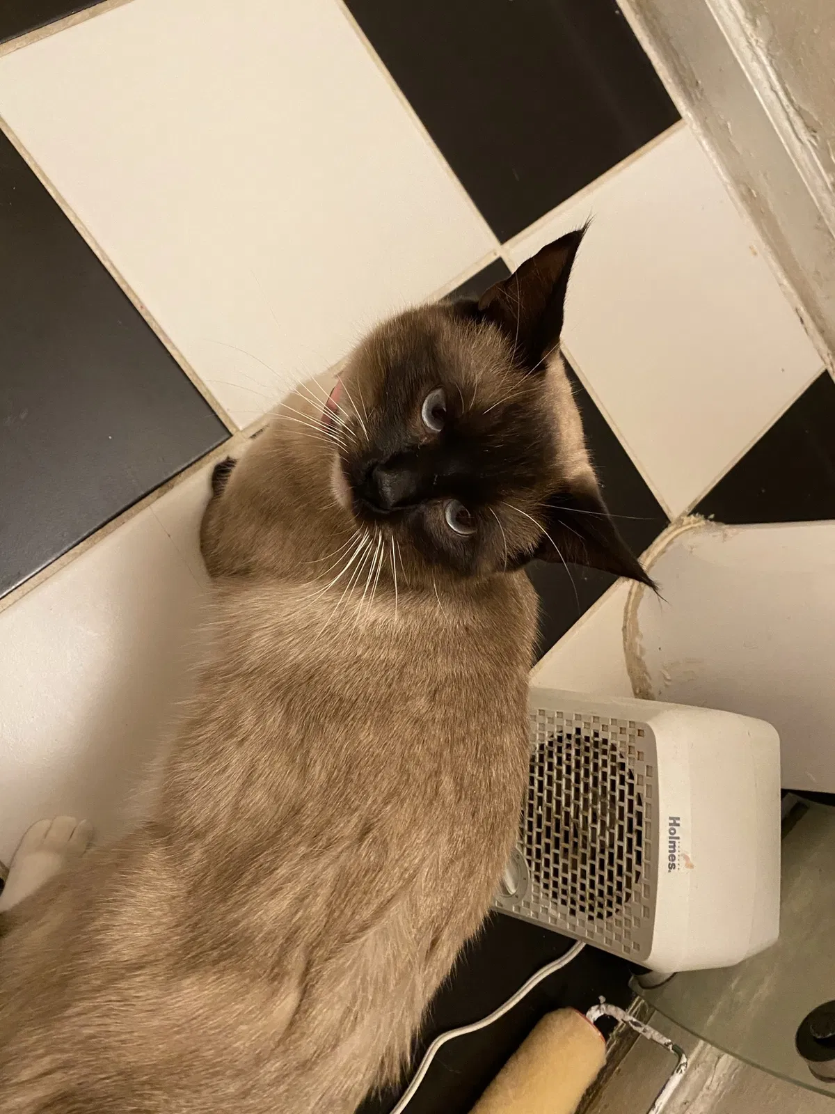 Lost cat in Lemoore, CA, 93245