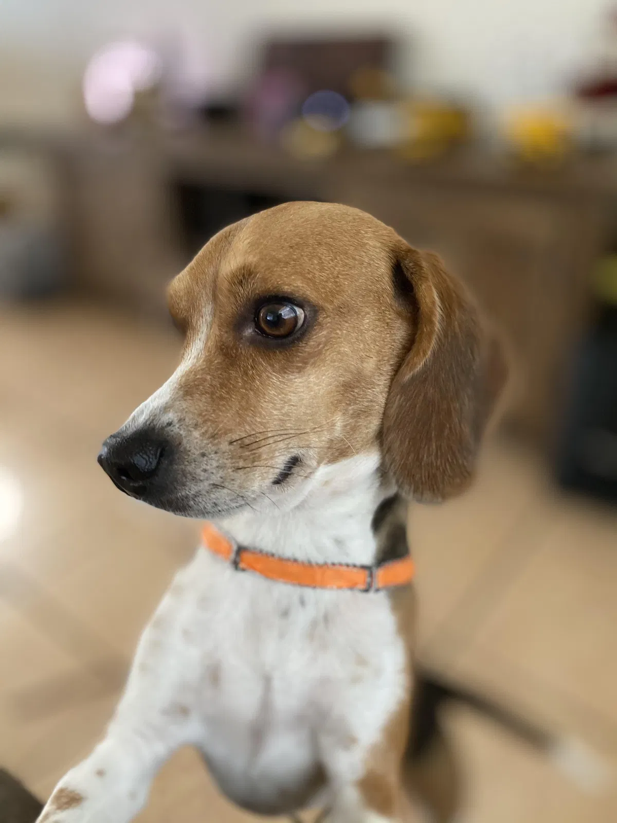 Lost dog in Miami, FL, 33155