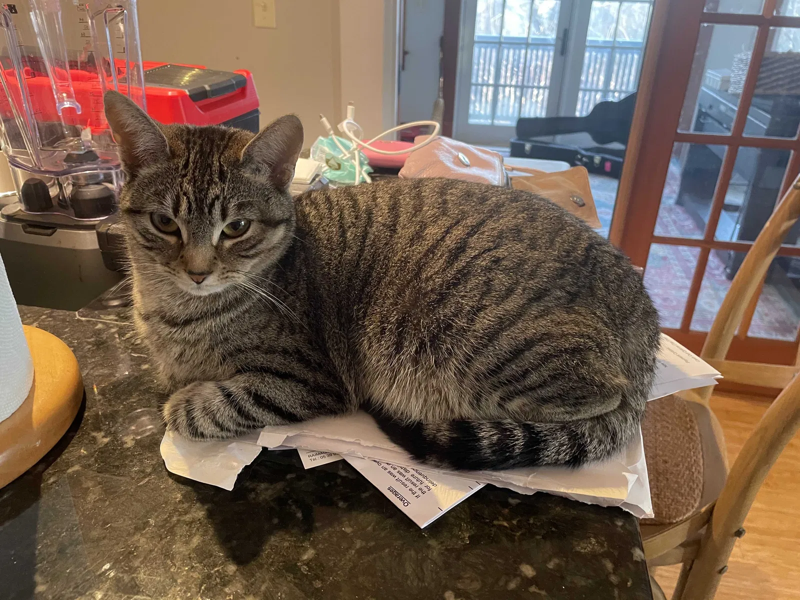 Lost cat in Asheville, NC, 28801