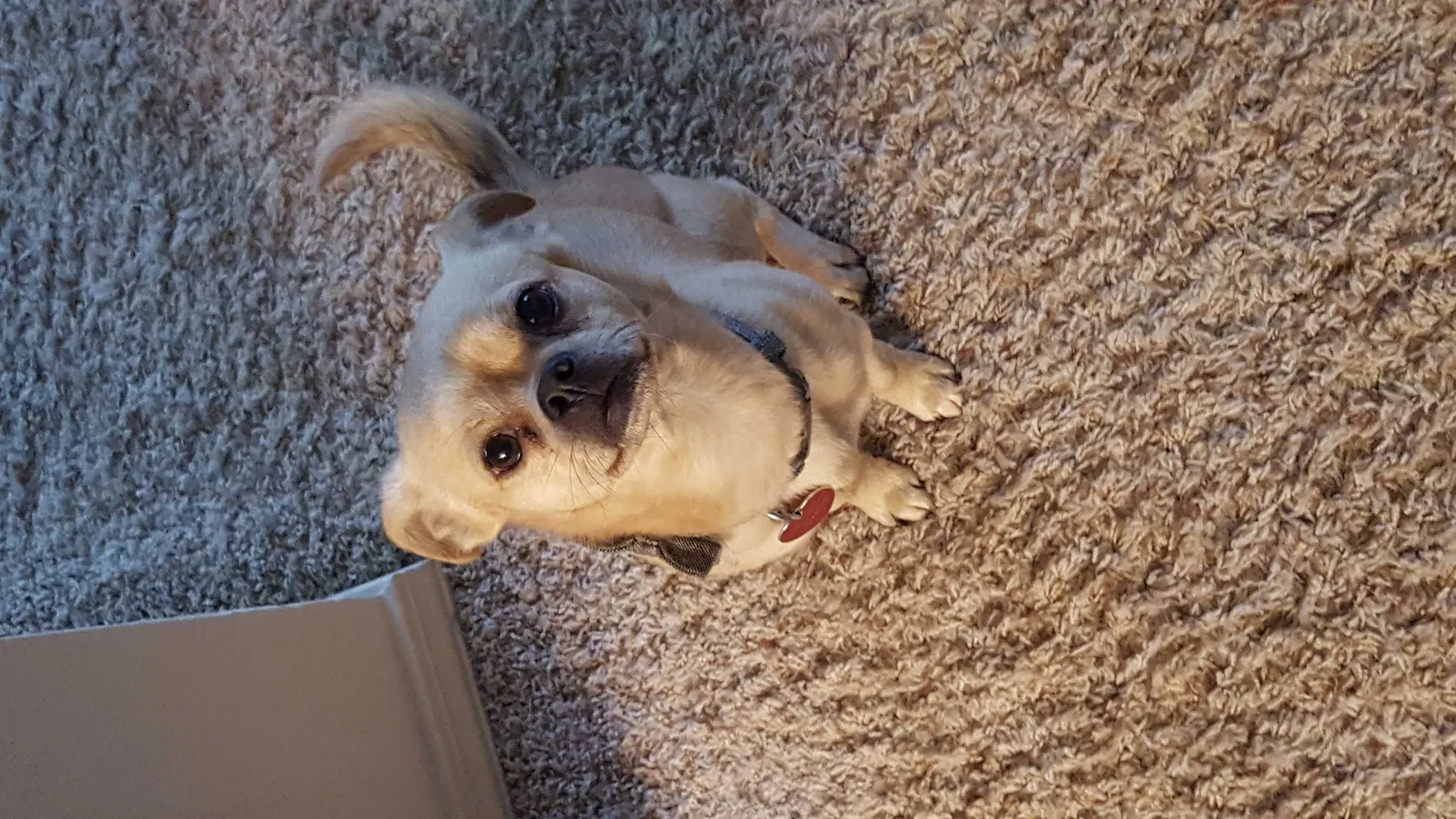 Lost dog in Oklahoma City, OK, 73112
