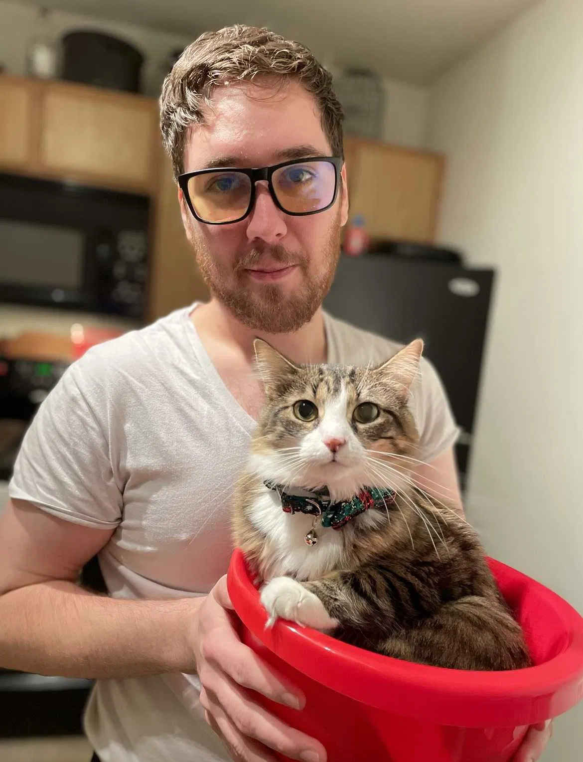 Lost cat in Lexington, SC, 29073