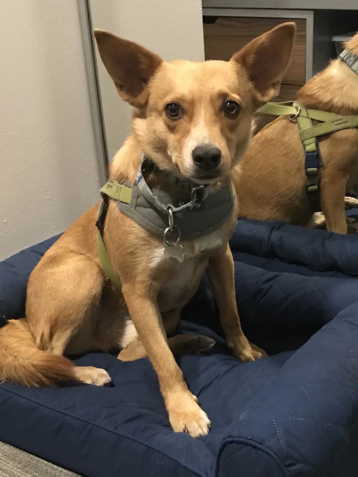 Lost dog in Garden City, ID, 83714