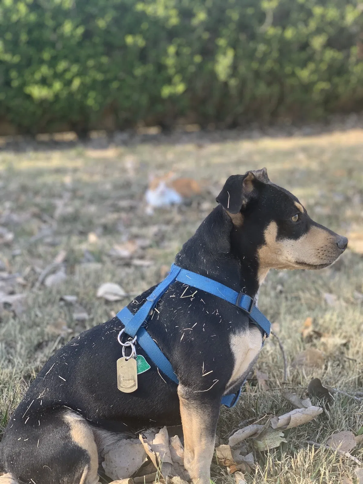Lost dog in Gainesville, TX, 76240