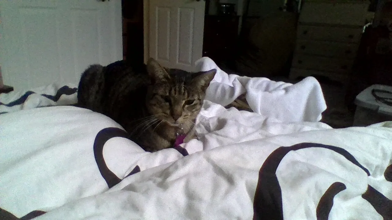 Lost cat in Englishtown, NJ, 7726