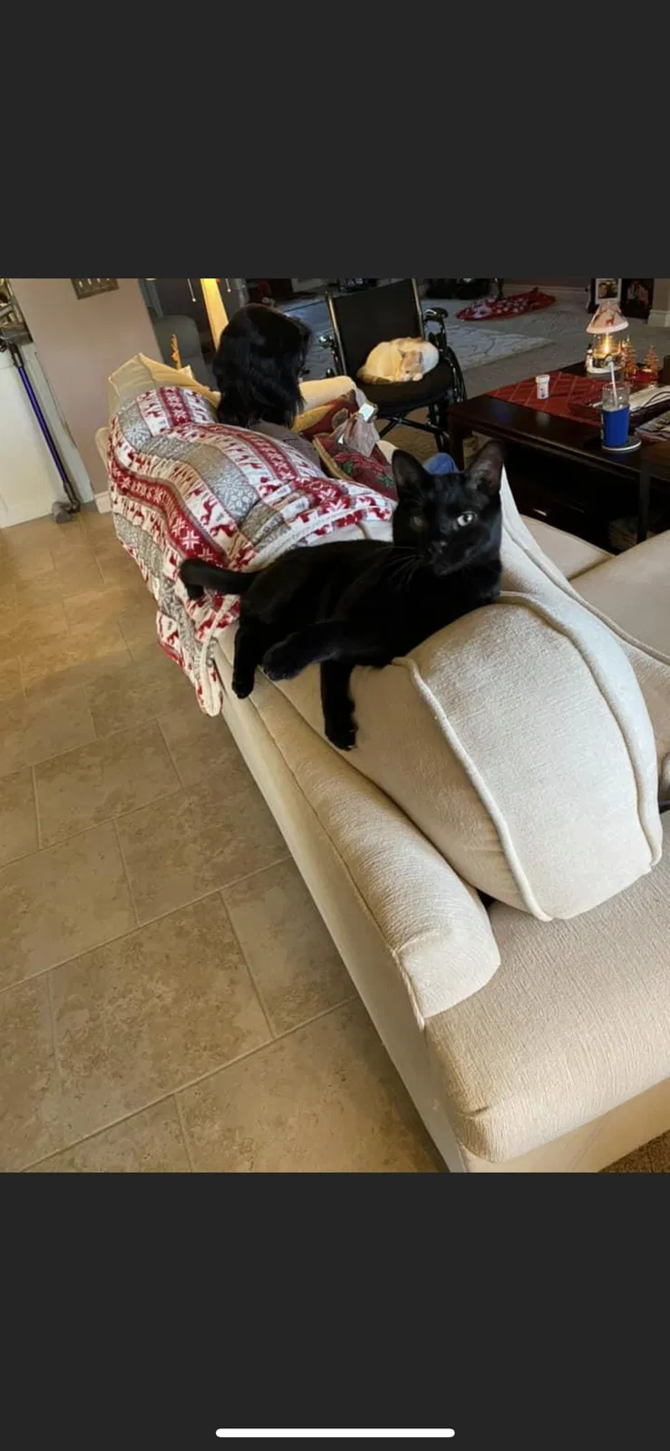 Lost cat in Edmond, OK, 73013