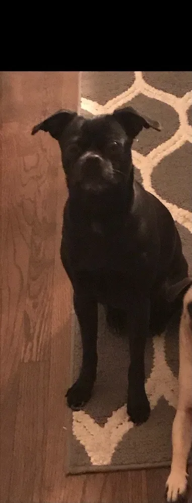 Lost dog in Lockport, IL, 60441