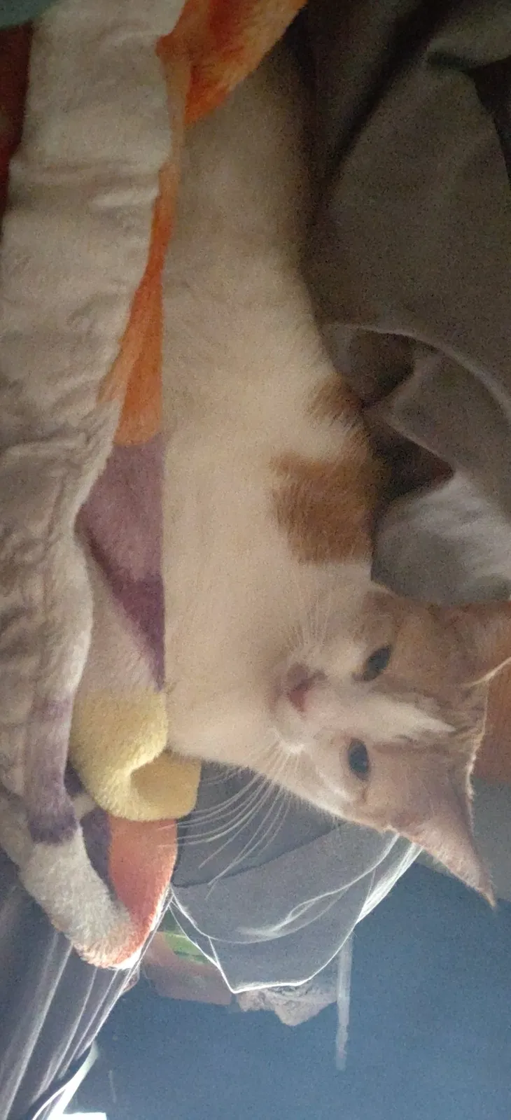 Lost cat in Portland, MI, 48875