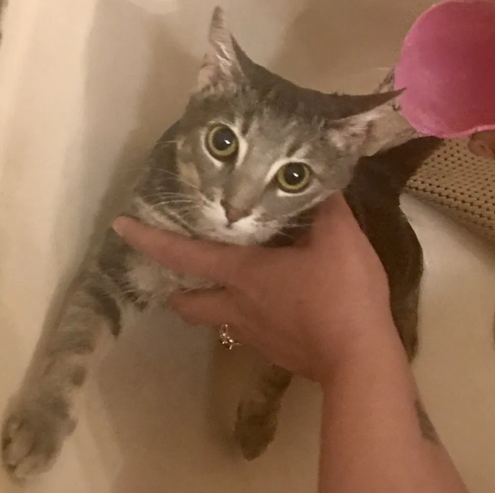 Lost cat in Browns Summit, NC, 27214