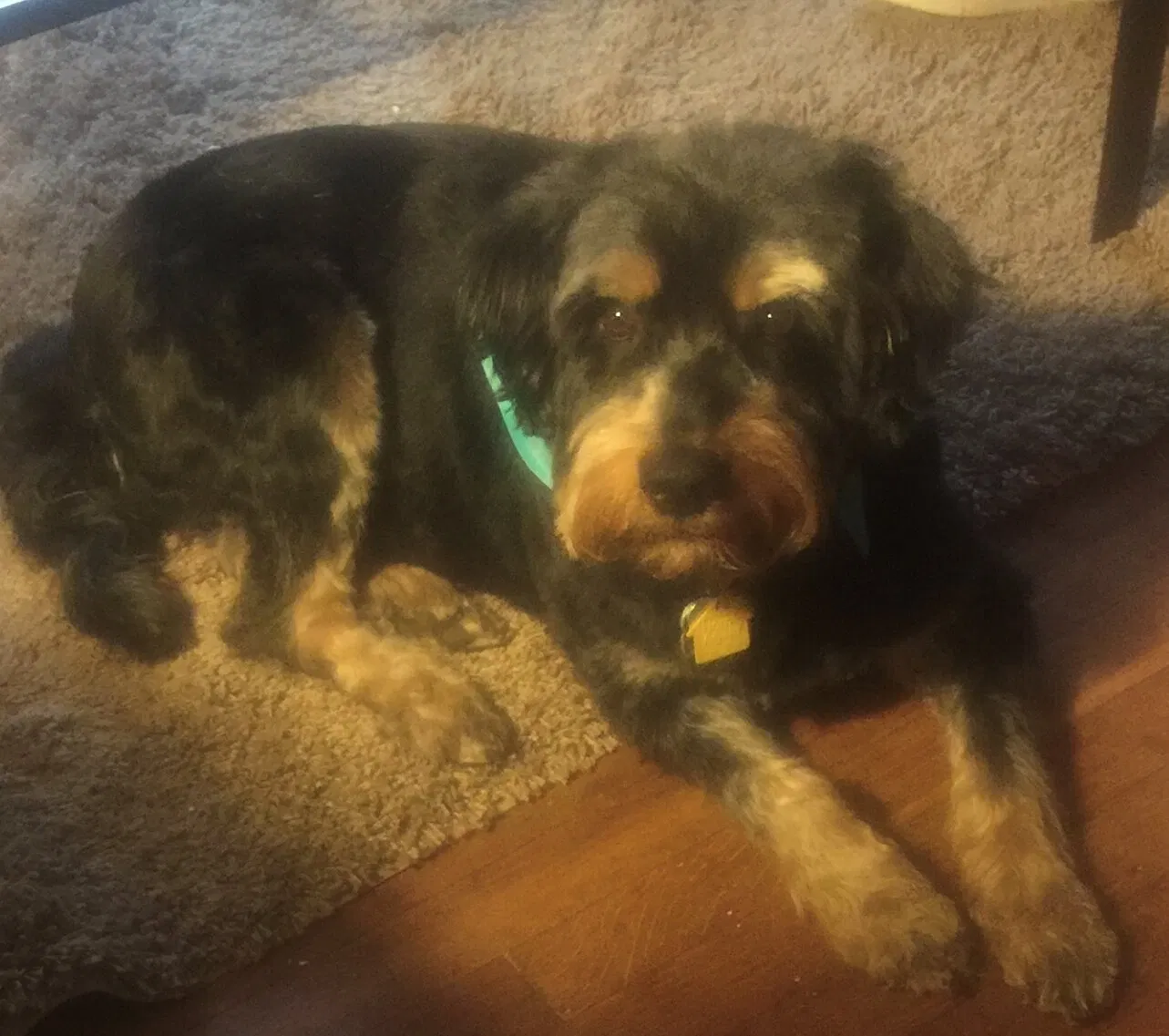 Lost dog in Indianapolis, IN, 46218