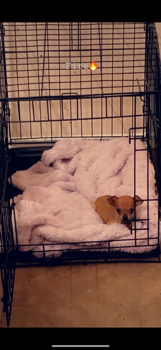 Lost dog in Royse City, TX, 75189