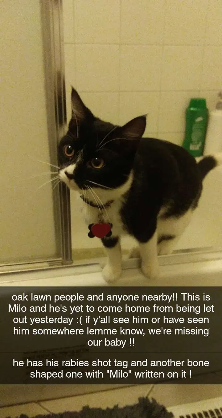 Lost cat in Oak Lawn, IL, 60453