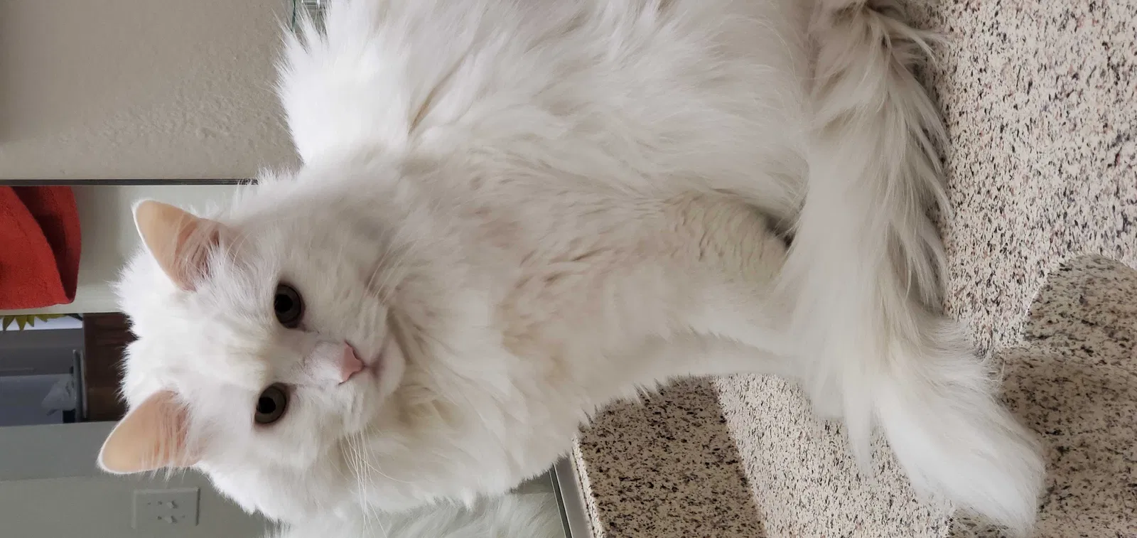 Lost cat in Brea, CA, 92821