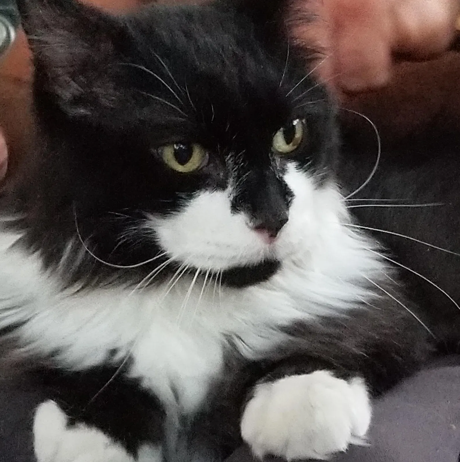 Lost cat in Woodland Hills, CA, 91367