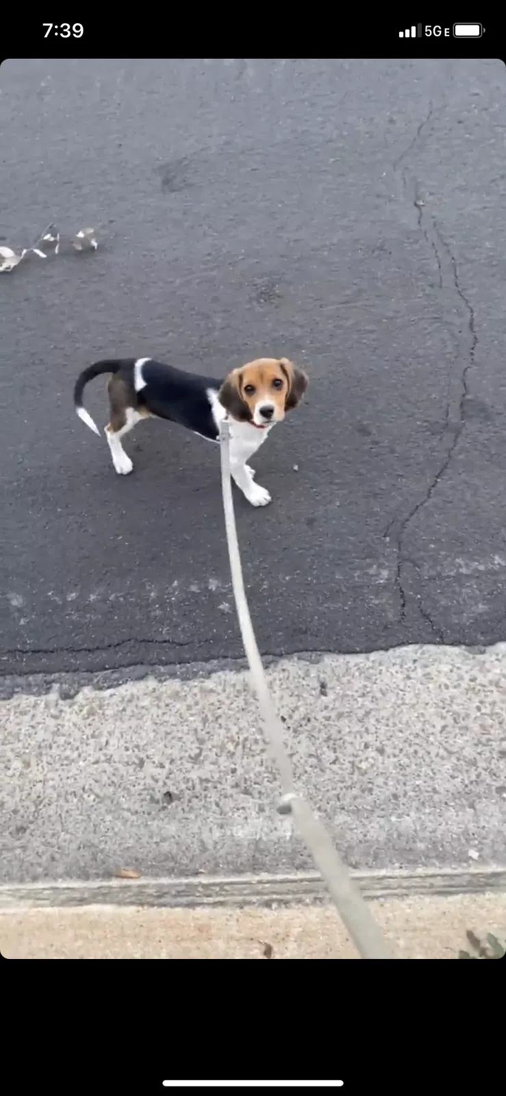Lost dog in Lakeside, CA, 92040