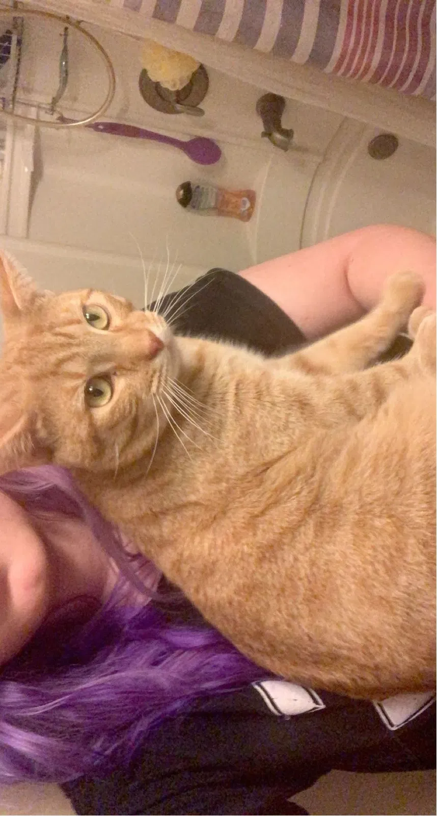 Lost cat in Hutchinson, KS, 67501