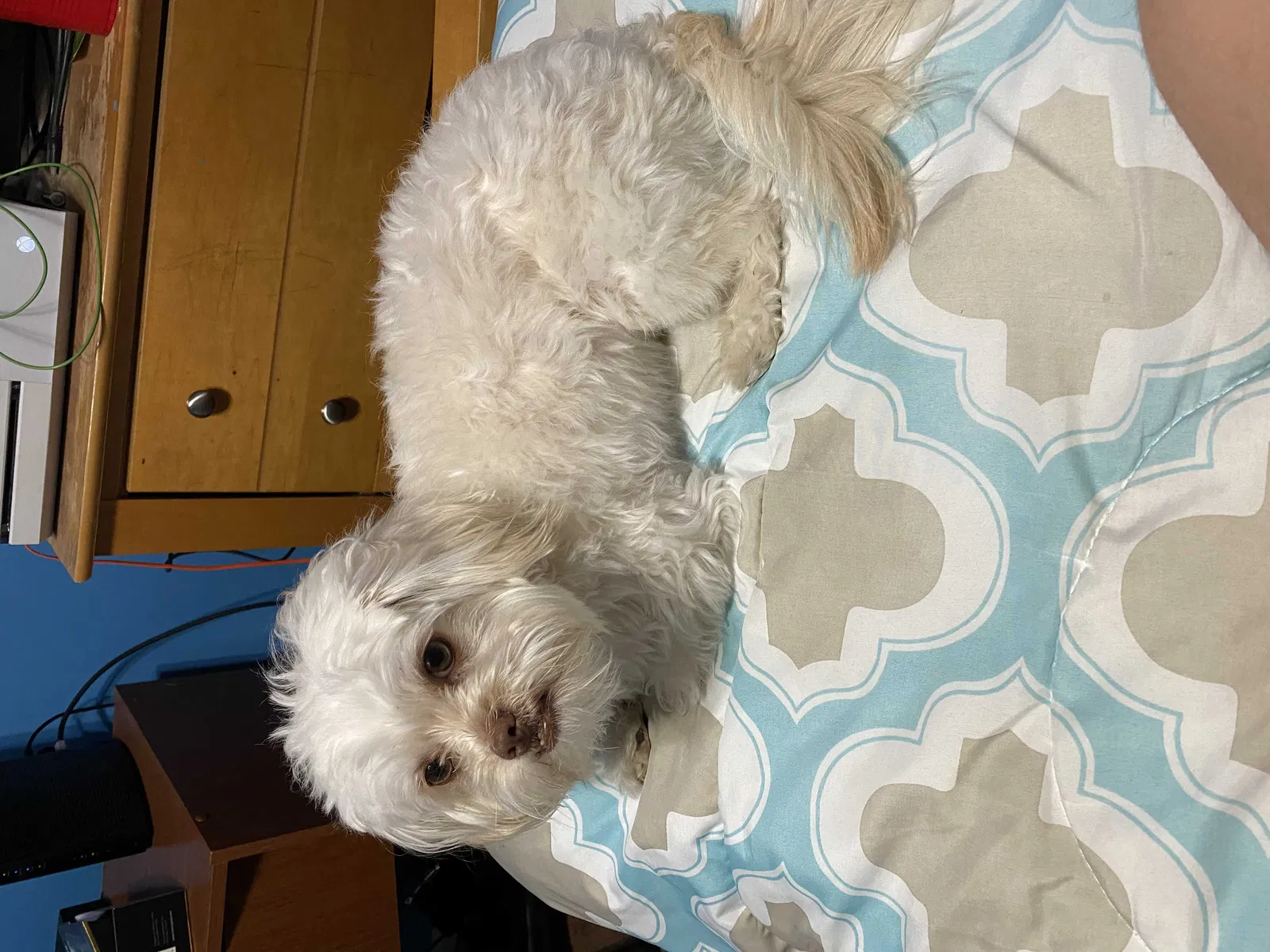 Lost dog in Cordova, TN, 38018