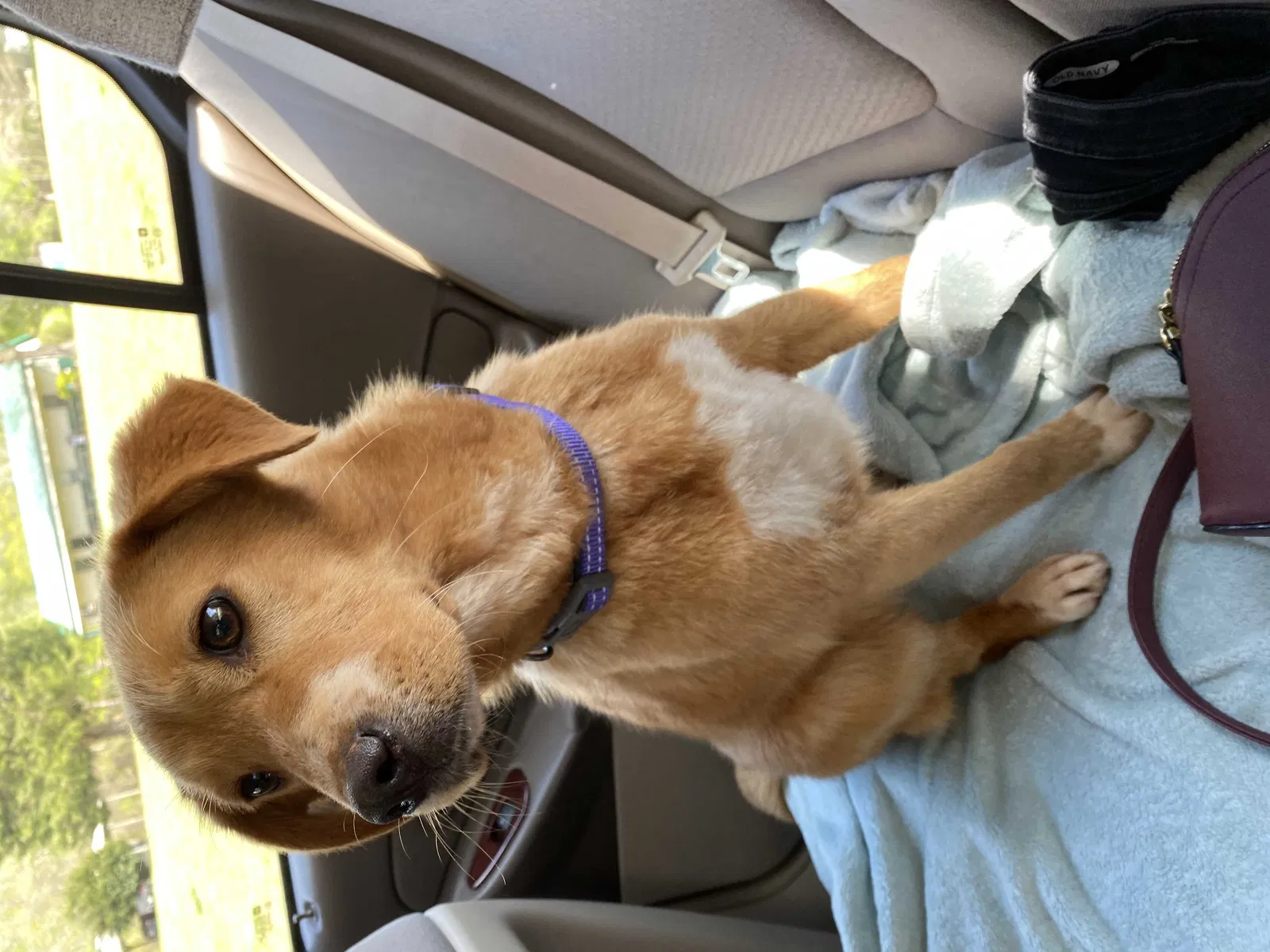 Lost dog in Rock Hill, SC, 29732