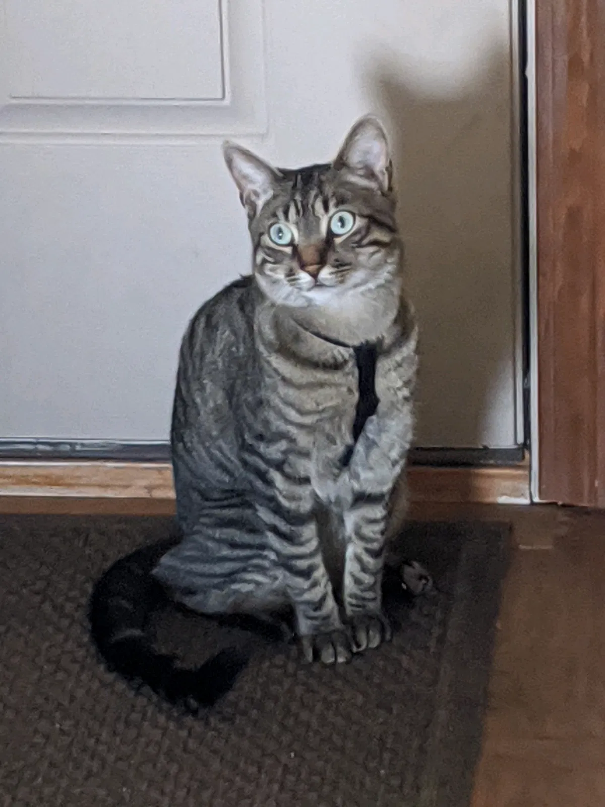 Lost cat in Colorado Springs, CO, 80923
