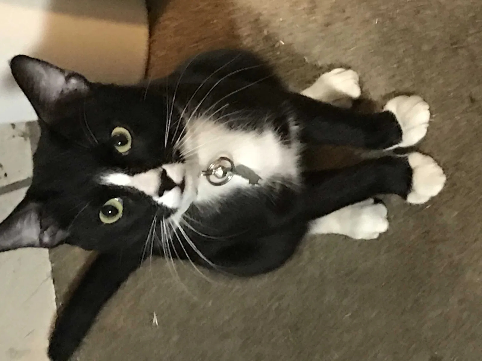 Lost cat in Highland, CA, 92346
