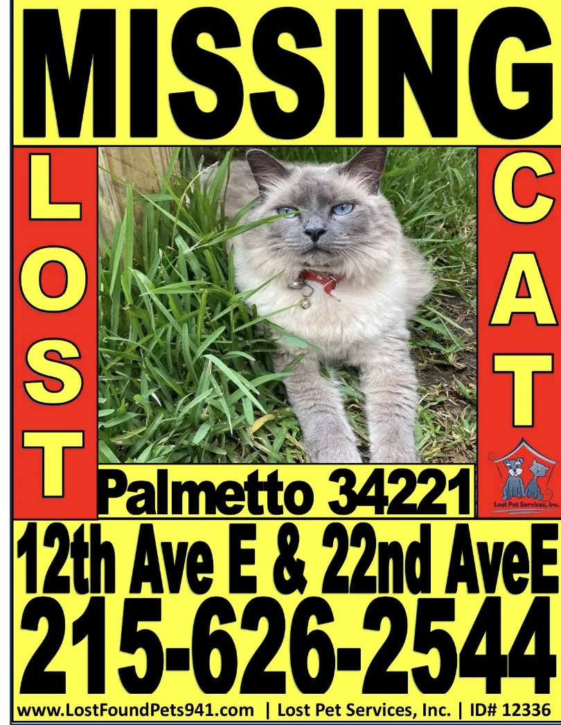 Lost cat in Palmetto, FL, 34221