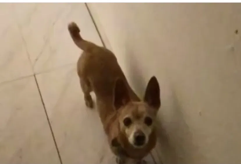 Lost dog in El Paso, TX, 79907