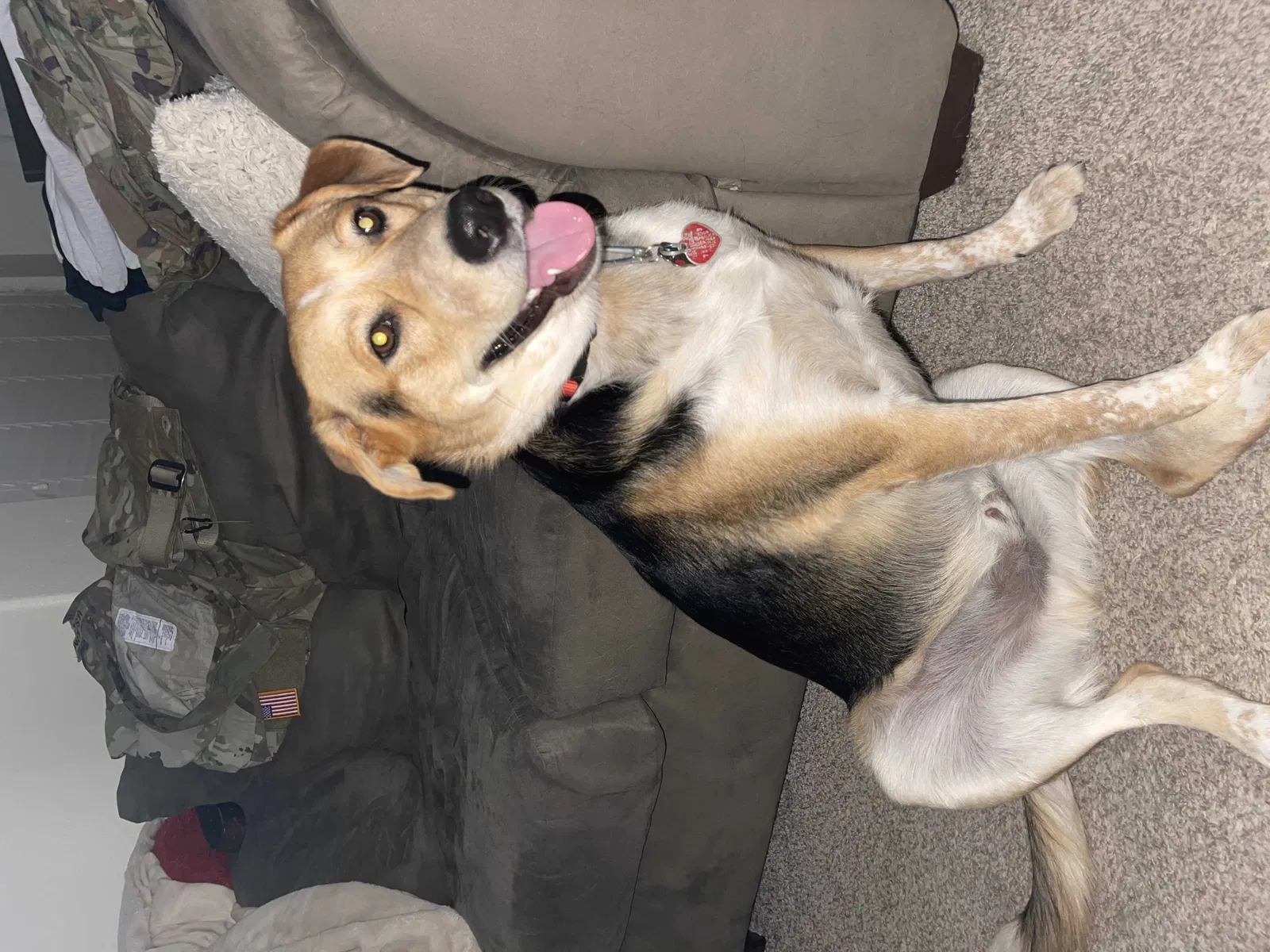 Lost dog in El Paso, TX, 79924