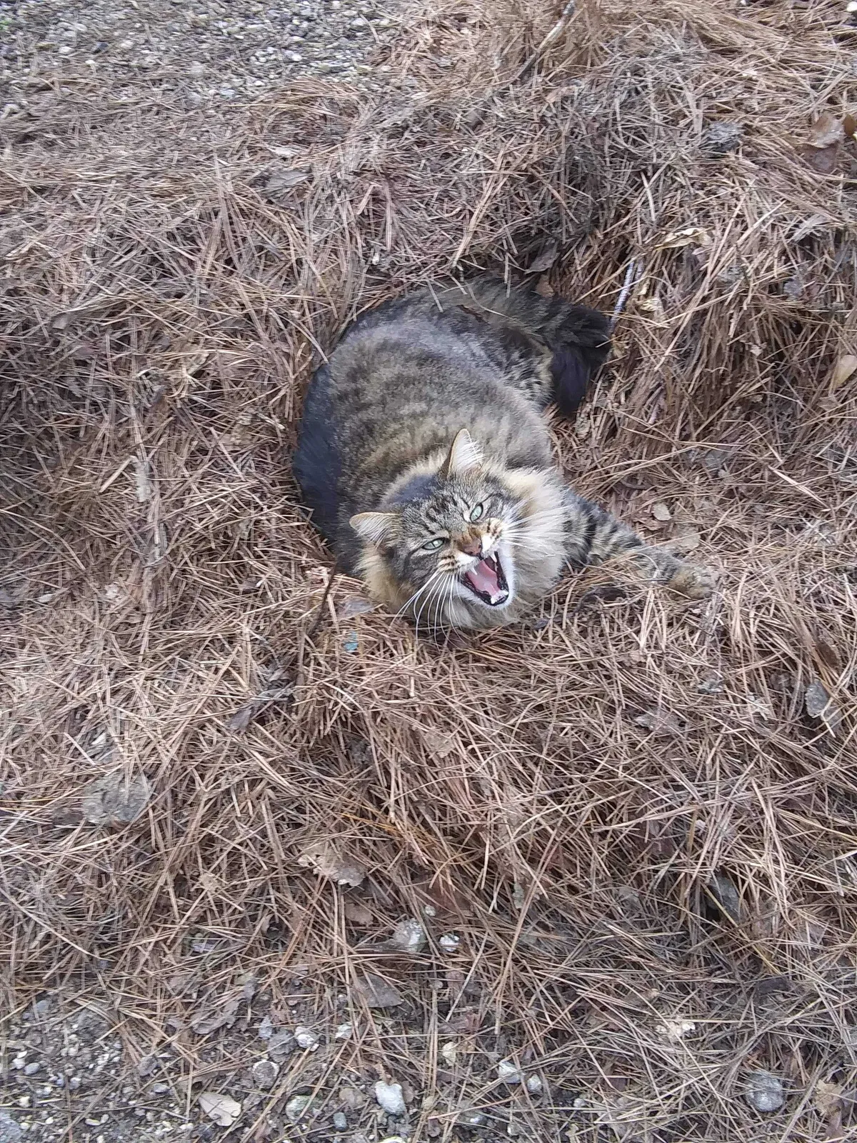 Lost cat in Mandeville, LA, 70471