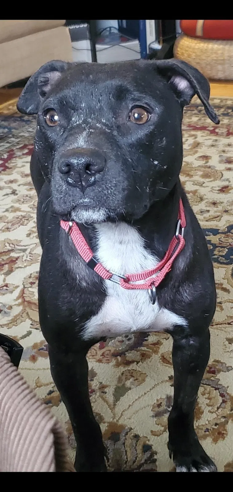 Lost dog in Upper Darby, PA, 19082
