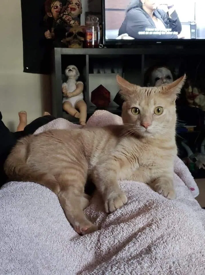 Lost cat in Mount Pleasant, MI, 48858